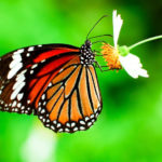 Monarch butterfly scientific name