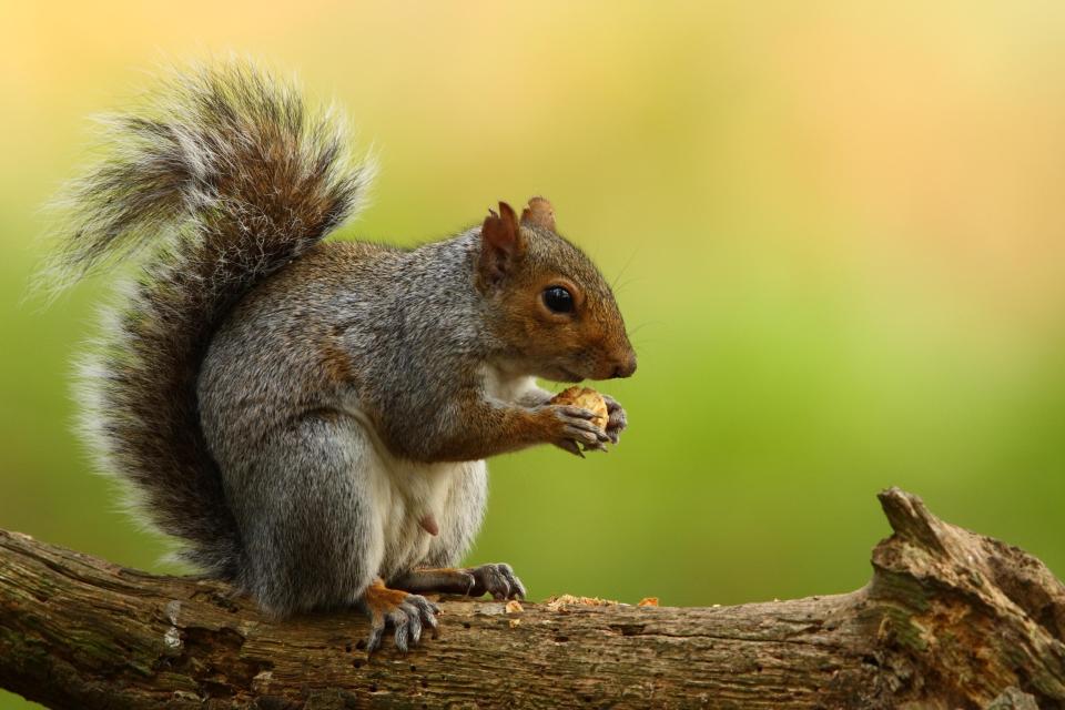 What Is The Name Of Squirrel In Nepali