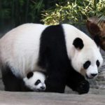 Why are pandas black and white ?