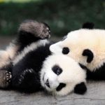 Giant panda endangered ?