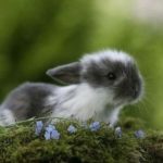 How long do wild rabbits live ?
