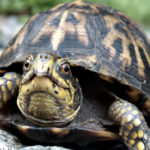 How do tortoises mate ?