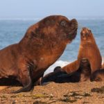 Are sea lions aggressive ?