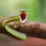 Do garden snakes bite ?