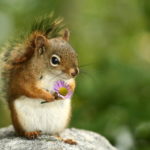 What to feed a baby squirrel ?