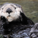 Sea otter predators