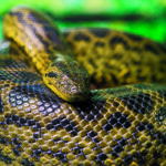 Are garden snakes poisonous ?