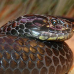 What do garter snakes eat ?