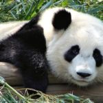 Do pandas eat meat ?