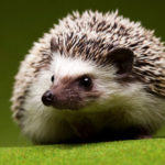 Can hedgehogs swim ?