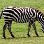 Is a zebra a horse ?