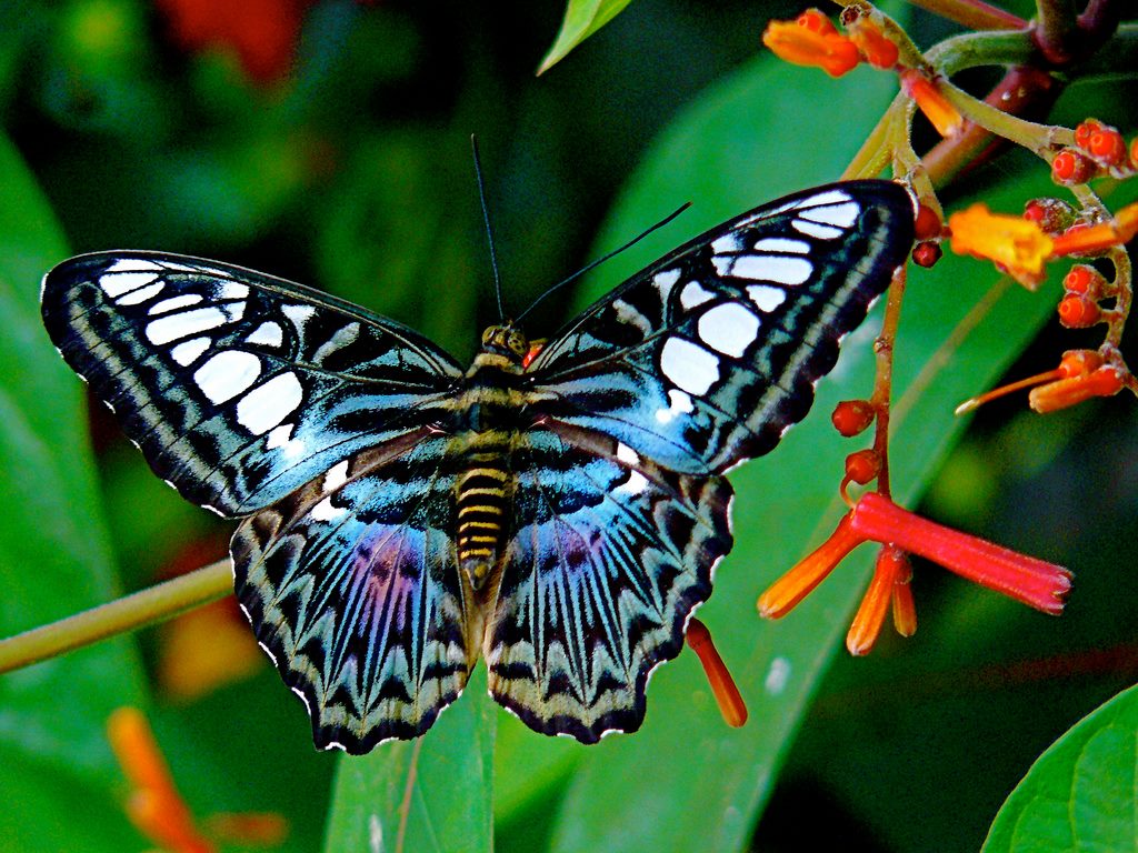 About Butterflies - Smithsonian Gardens