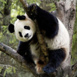 Why are pandas endangered ?