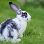 How long do domestic rabbits live ?
