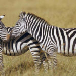 Are zebras herbivores ?