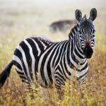 Are zebras endangered ?