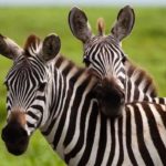 Are zebras carnivores ?