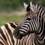 Where zebras come from ?