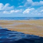 Interesting facts about the Sargasso Sea