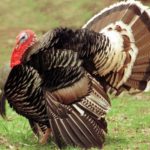 What is a male turkey called ?