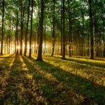 Interesting facts about forests and trees
