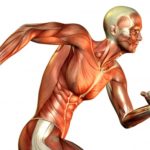 Interesting facts about muscles
