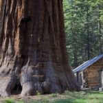 Interesting facts about the redwoods