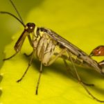 Interesting facts about insects