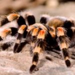Interesting facts about tarantulas