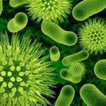 Interesting facts about protozoa