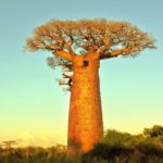 Interesting facts about baobabs