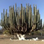 Interesting facts about cactus