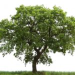 Interesting facts about oaks