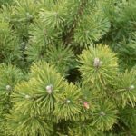 Interesting facts about pine