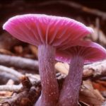 Interesting facts about mushrooms