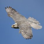 Interesting facts about Gyrfalcon
