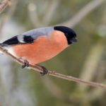 Interesting facts about bullfinches