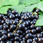 Interesting facts about the currant
