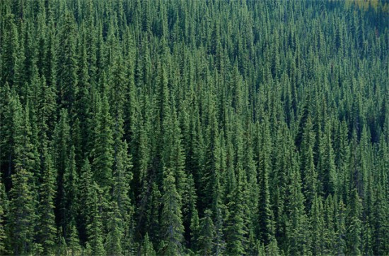 Interesting facts about coniferous forests