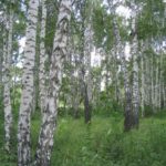 Interesting facts about birches