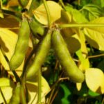 Interesting facts about Soybean