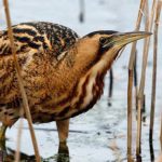 Interesting facts about a big bittern