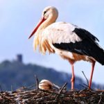 Interesting facts about storks