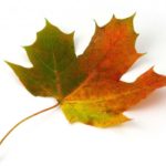 Interesting facts about the maple