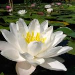 Interesting facts about water lilies