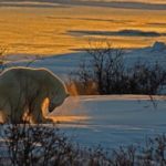 Interesting facts about the Great Arctic Reserve