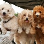 Interesting facts about poodles
