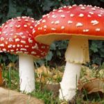 Interesting facts about amanita