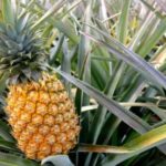 Interesting facts about pineapples