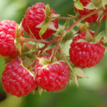 Interesting facts about raspberries
